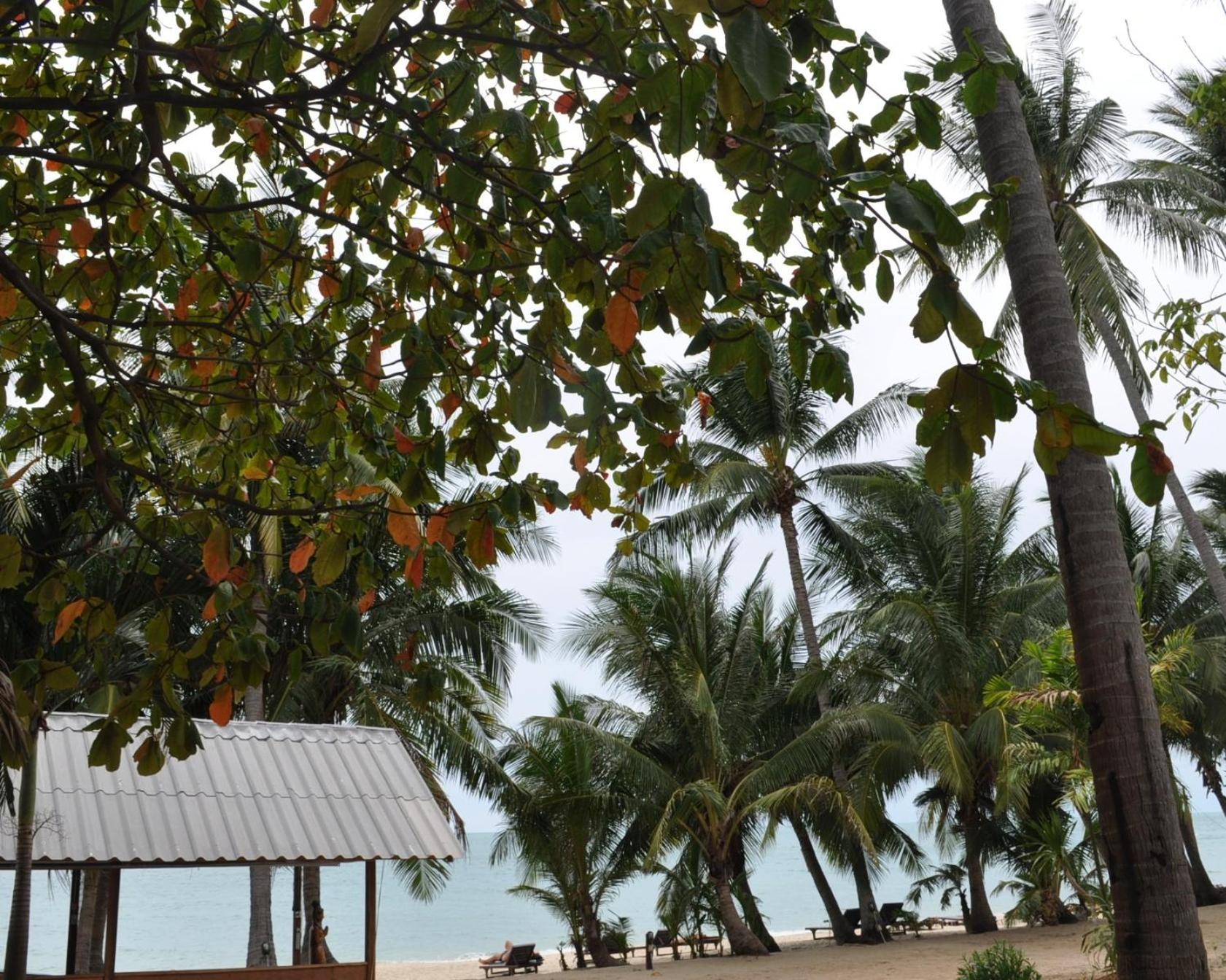 Resort Coconut Lamai Beach (Koh Samui)